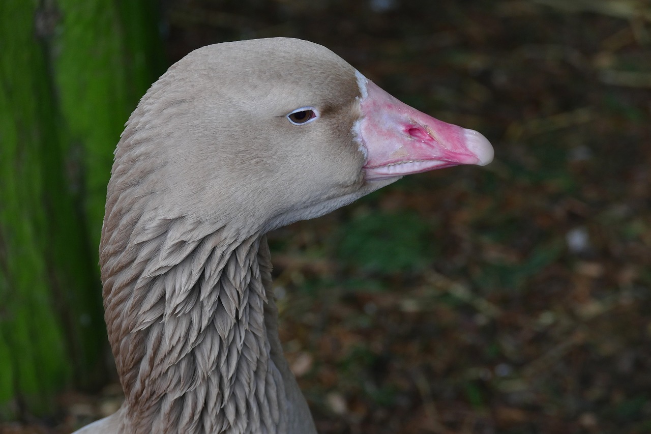 Paukštis, Žąsis, Gamta, Antis, Laukinė Gamta, Laukiniai, Ūkis, Naminiai Paukščiai, Gyvūnas, Fauna