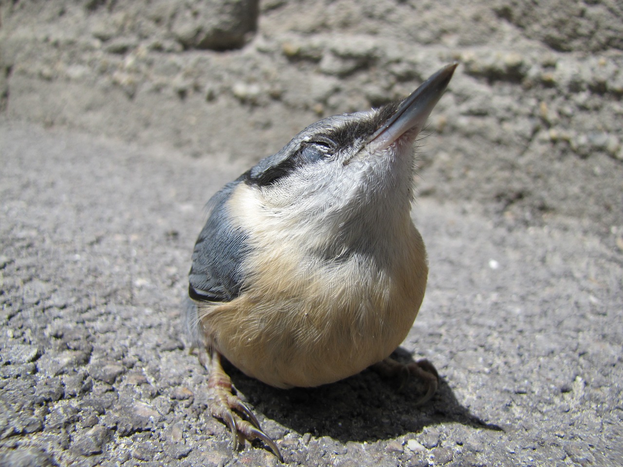 Paukštis, Makro, Gatvė, Nuthatch, Nemokamos Nuotraukos,  Nemokama Licenzija