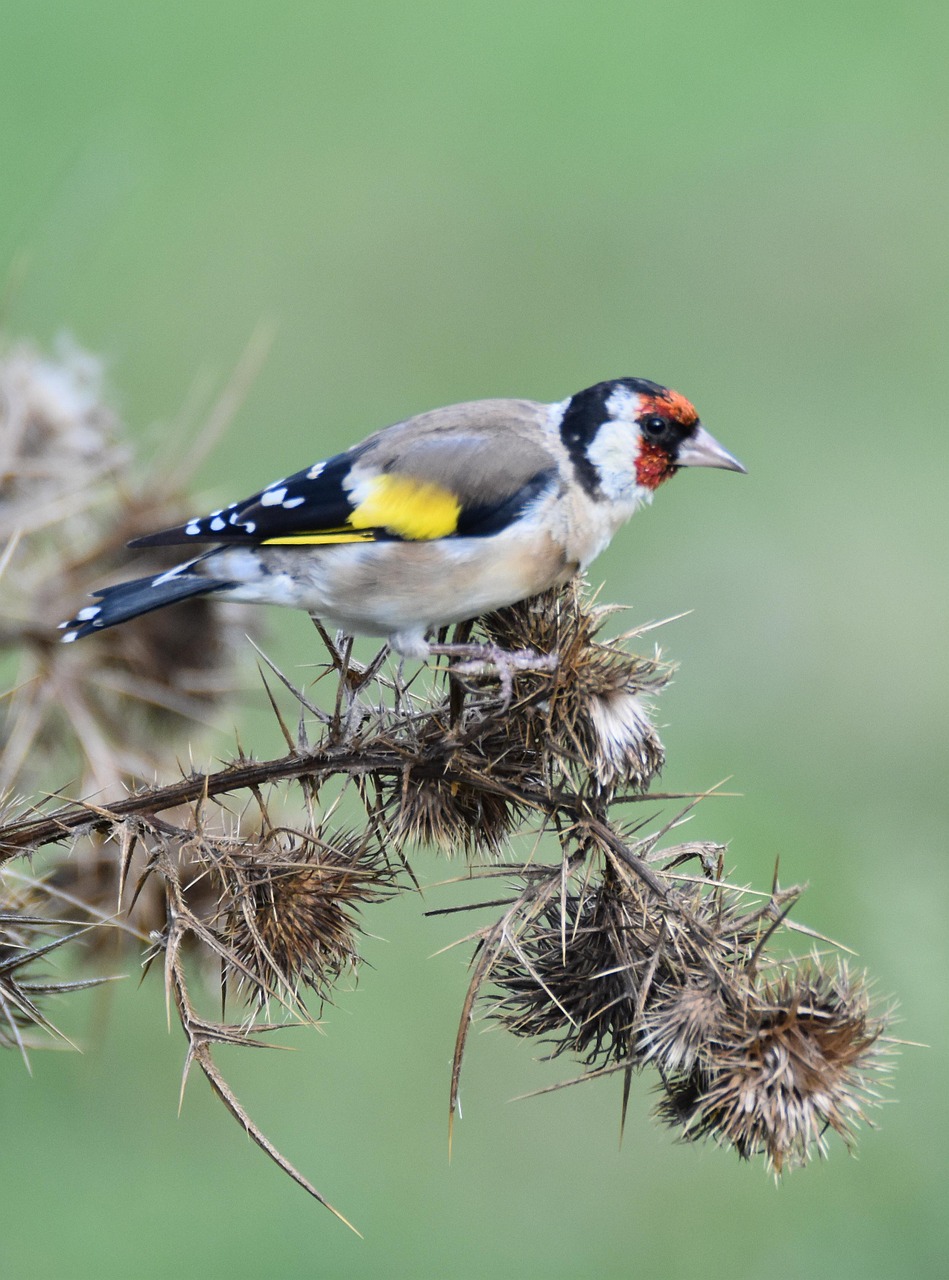 Paukštis, Carduelis, Gėlė, Nemokamos Nuotraukos,  Nemokama Licenzija