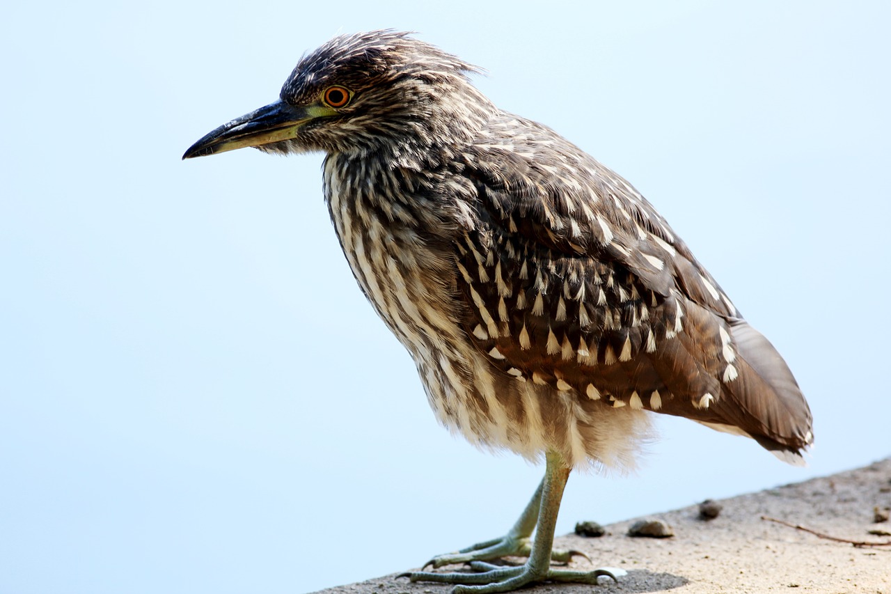 Paukštis, Striated Heron, Ežeras, Žiūri, Paukštis, Atogrąžų Paukščiai, Nemokamos Nuotraukos,  Nemokama Licenzija