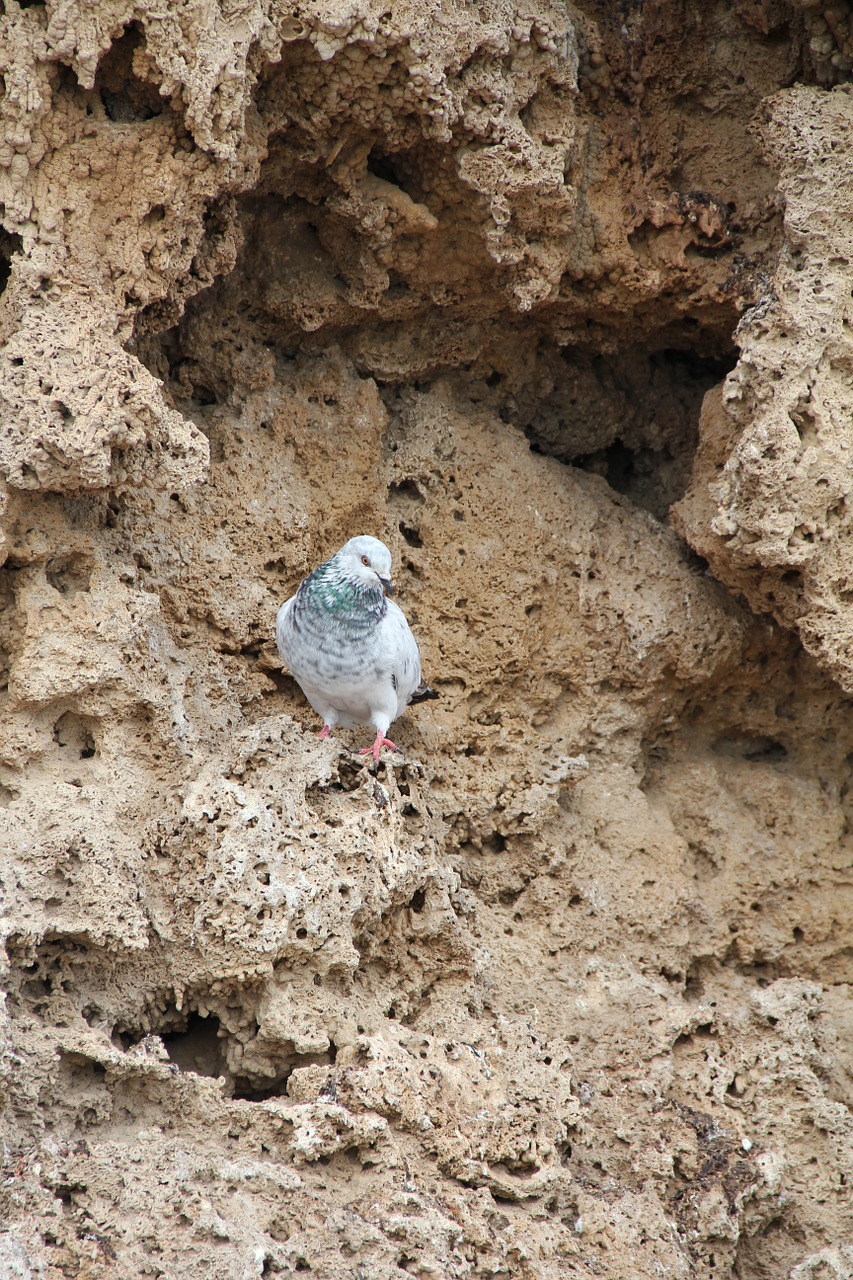 Balandis, Paukštis, Akmenys, Gyvūnai, Tigras, Fauna, Nemokamos Nuotraukos,  Nemokama Licenzija