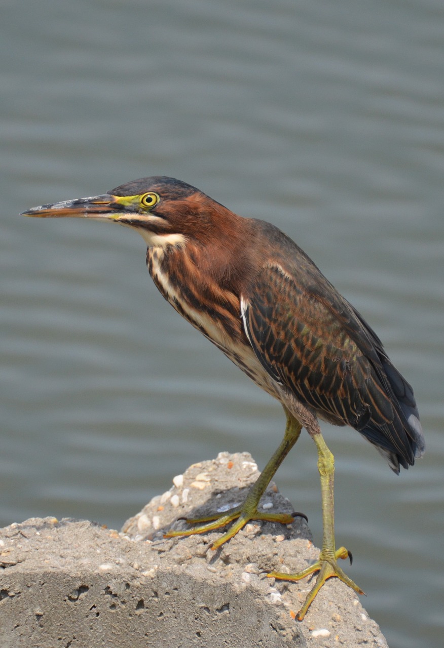 Paukštis, Jūra, Jūros Paukštis, Gyvūnas, Gamta, Paukščių Skrydis, Ornitologija, Fauna, Vandenynas, Plunksnos