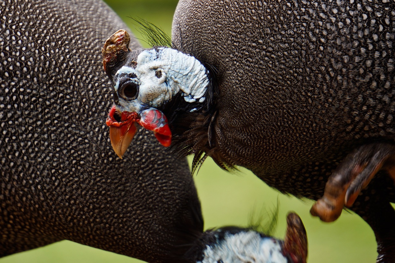 Guineafowl, Paukštis, Gyvūnas, Gamta, Originalios Vištos, Nemokamos Nuotraukos,  Nemokama Licenzija