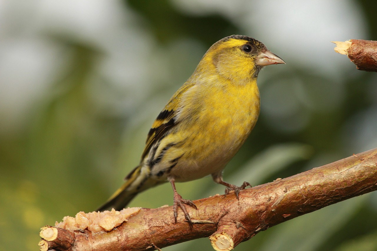 Paukštis, Plunksnos, Žalias, Geltona, Juoda, Snapas, Siskin, Patinas, Nemokamos Nuotraukos,  Nemokama Licenzija