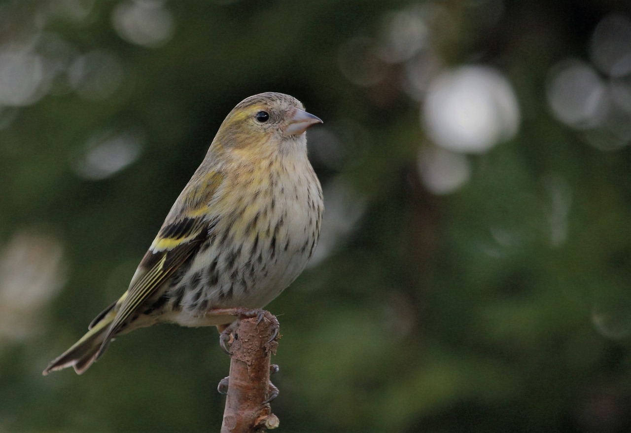 Paukštis, Sustingęs, Plunksnos, Moteris, Siskin, Nemokamos Nuotraukos,  Nemokama Licenzija