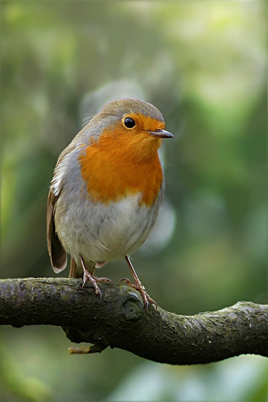 Paukštis, Robin, Erithacus Rubecula, Filialas, Žiema, Maitinimas, Nemokamos Nuotraukos,  Nemokama Licenzija