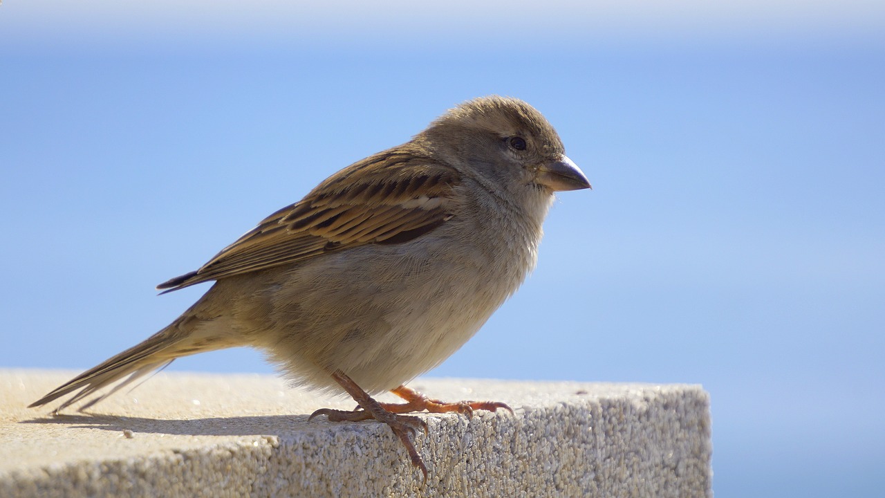 Paukštis, Žvirblis, Ave, Piko, Sustojo, Mažas Paukštelis, Gamta, Fauna, Gyvūnas, Nemokamos Nuotraukos