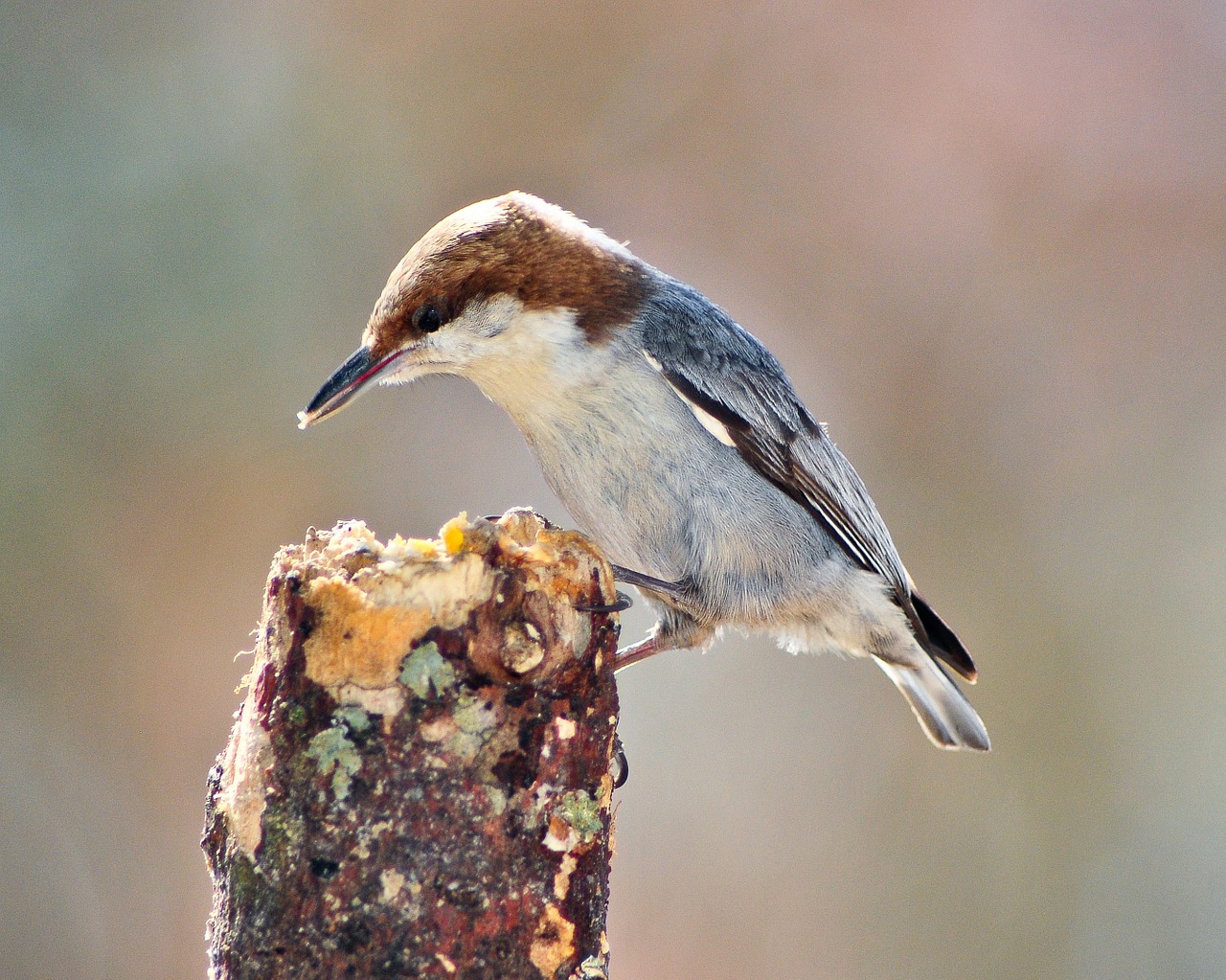 Paukštis, Nuthatch, Rudas Galva Nuthatch, Gamta, Laukinė Gamta, Giesmininkas, Maitinimas, Nemokamos Nuotraukos,  Nemokama Licenzija