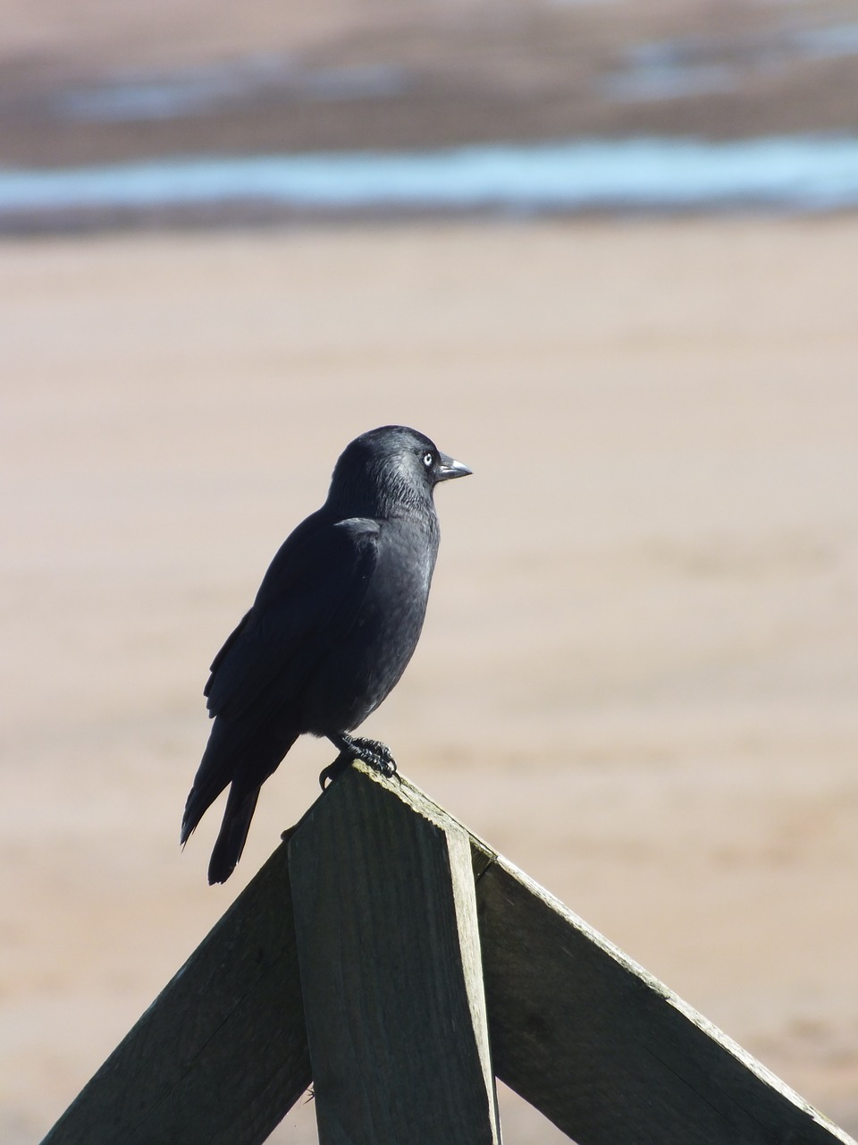 Varna, Paukštis, Juoda, Gamta, Alnmouth, Northumberland, Nemokamos Nuotraukos,  Nemokama Licenzija