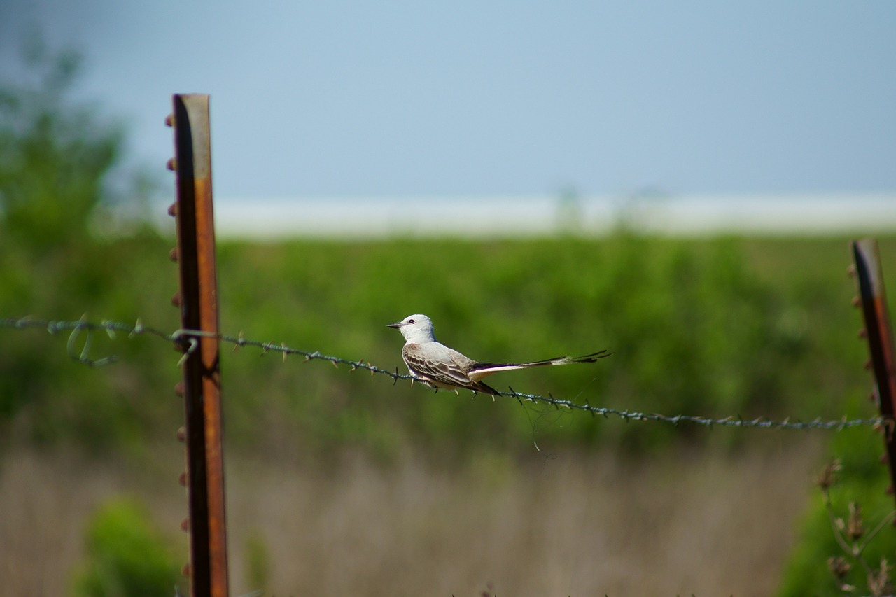 Paukštis, Birding, Gamta, Laukinė Gamta, Tvora, Žirklinis Vingiuotojas, Nemokamos Nuotraukos,  Nemokama Licenzija