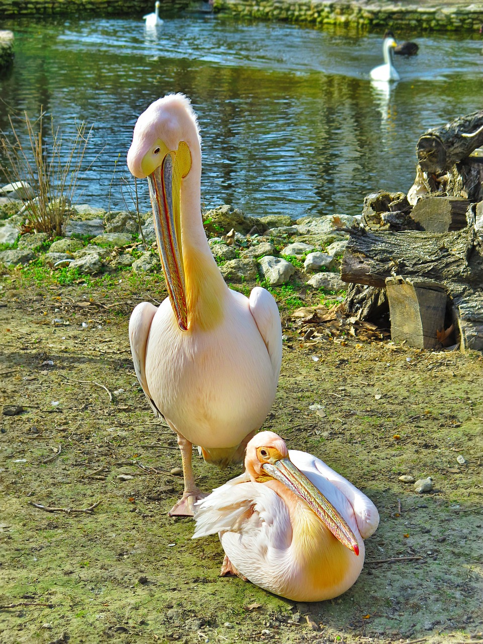 Paukštis, Laukiniai, Pelican, Gamta, Laukinė Gamta, Gyvūnas, Vanduo, Pelecanus, Natūralus, Zoologijos Sodas