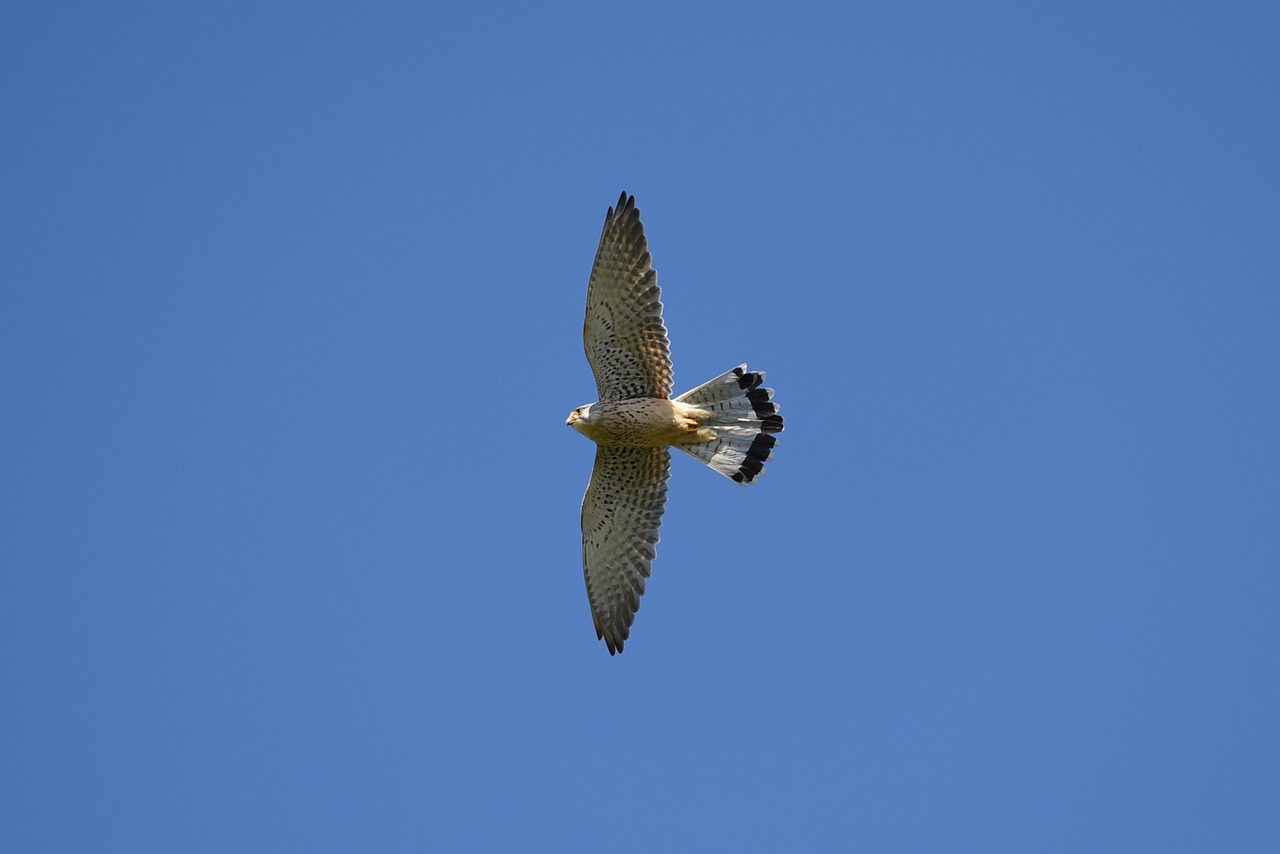 Paukštis, Falcon, Kestrelis, Plėšrusis Paukštis, Gyvūnas, Nemokamos Nuotraukos,  Nemokama Licenzija