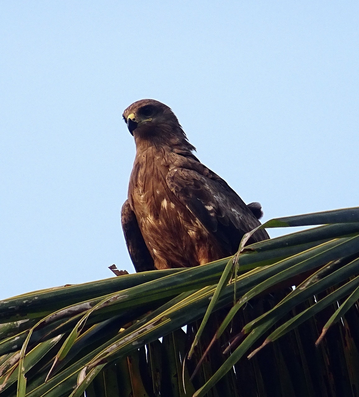 Paukštis, Aitvaras, Juodas Aitvaras, Milvus Migrans, Raptoras, Medžiotojas, Prievartautojas, Laukinė Gamta, Gamta, Laukiniai