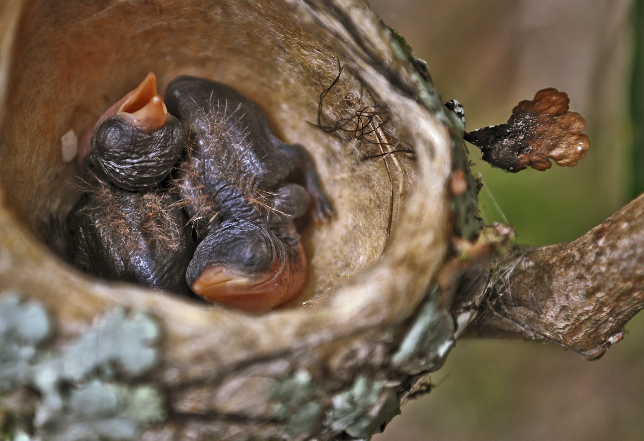 Paukštis, Lizdas, Paukščiai, Gyvūnas, Kolibris, Mažas Paukštelis, Plunksnos, Gamta, Gyvūnai, Squab