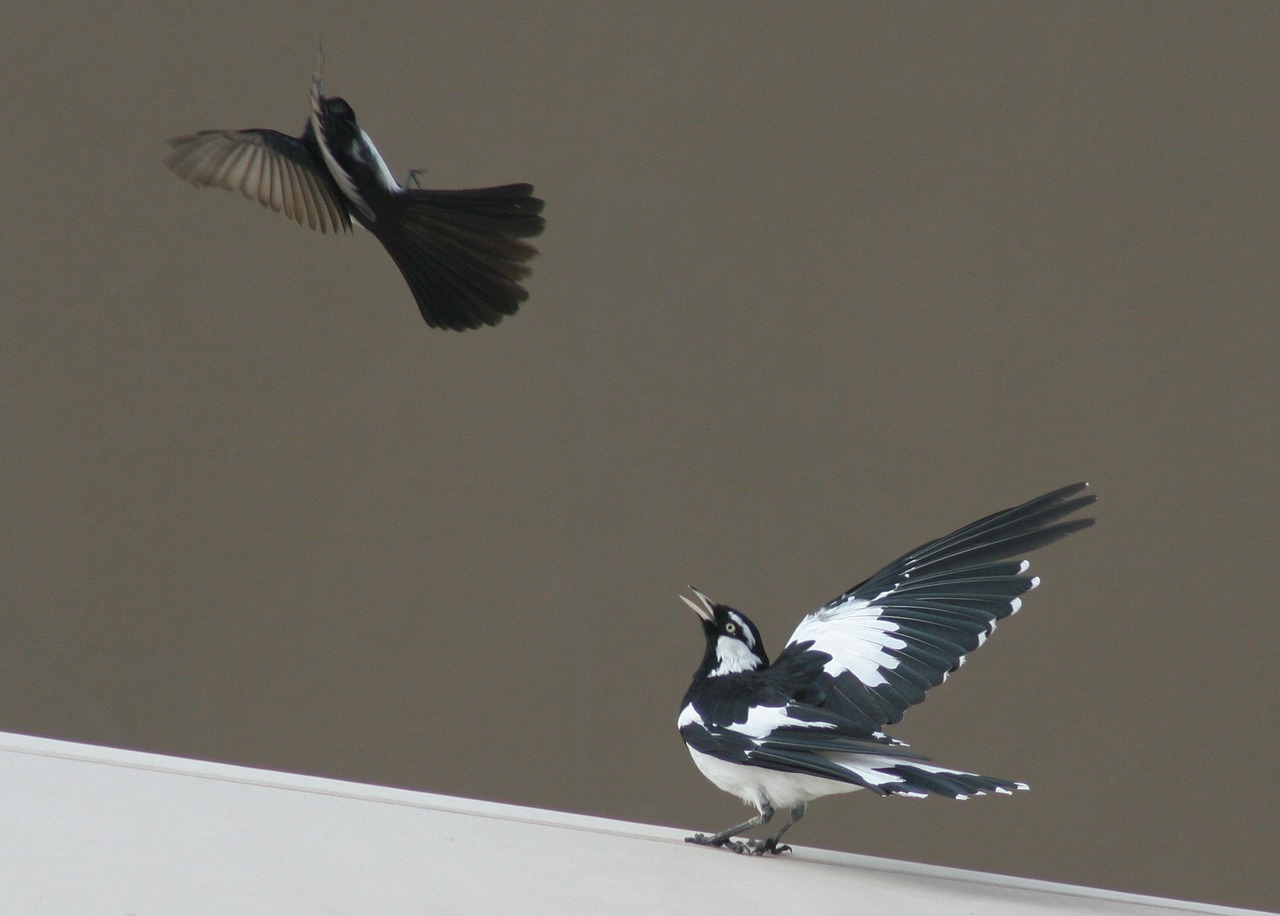 Paukštis, Wagtail, Gamta, Laukinė Gamta, Gyvūnas, Australian, Pasisukti, Ataka, Sparnas, Sparnai