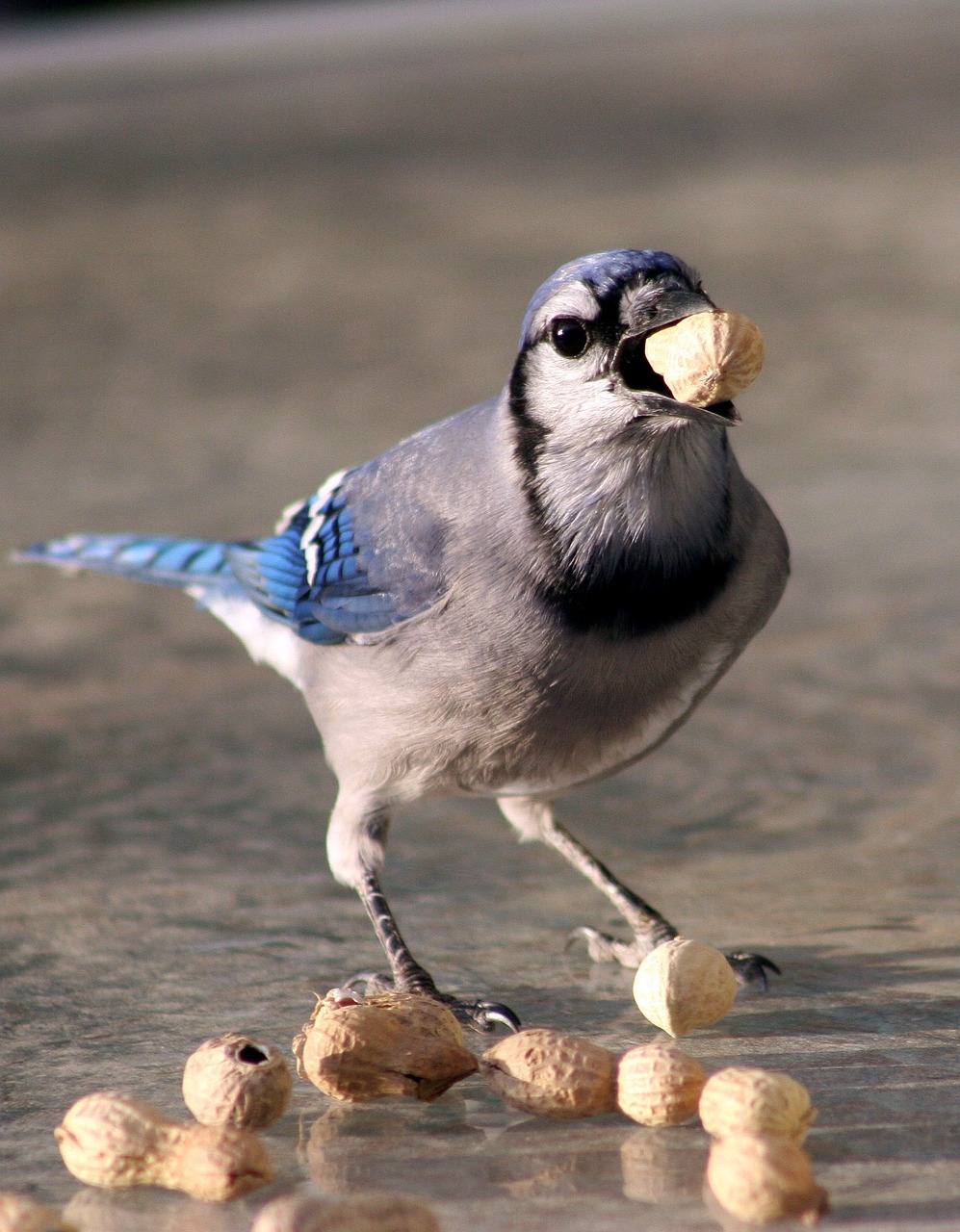 Paukštis, Bluejay, Maitinimas, Nemokamos Nuotraukos,  Nemokama Licenzija