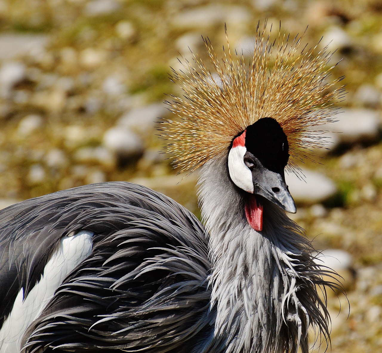 Paukštis, Plunksna, Spalvinga, Naminiai Paukščiai, Juokinga, Gražus, Tierpark Hellabrunn, Munich, Nemokamos Nuotraukos,  Nemokama Licenzija