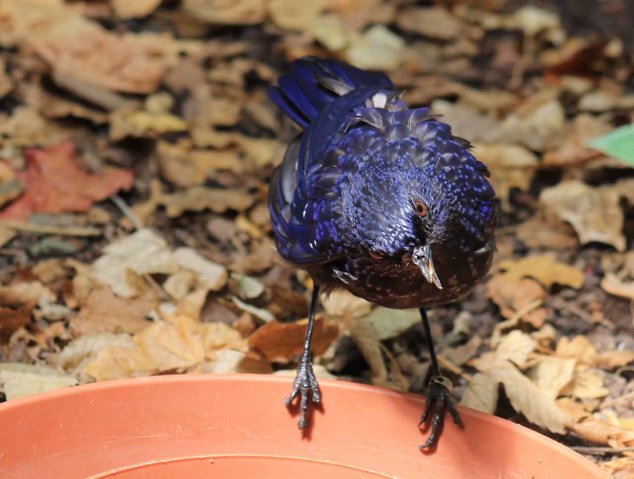 Madagaskaras Drongo, Paukštis, Gyvūnas, Zoologijos Sodas, Gamta, Nemokamos Nuotraukos,  Nemokama Licenzija