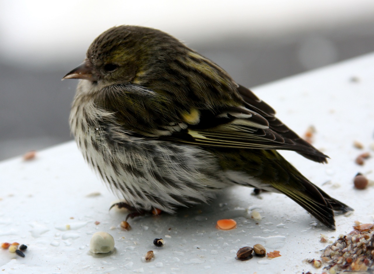 Paukštis, Siskins, Moteris, Palangė, Žiema, Nemokamos Nuotraukos,  Nemokama Licenzija