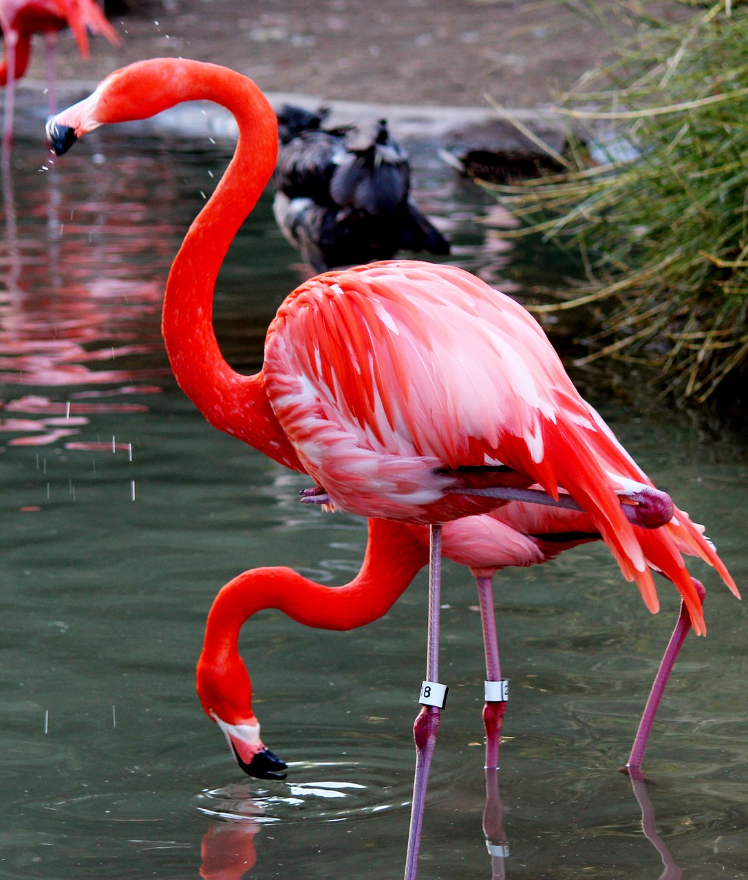 Paukštis, Flamingo, Rožinis, Gamta, Nemokamos Nuotraukos,  Nemokama Licenzija
