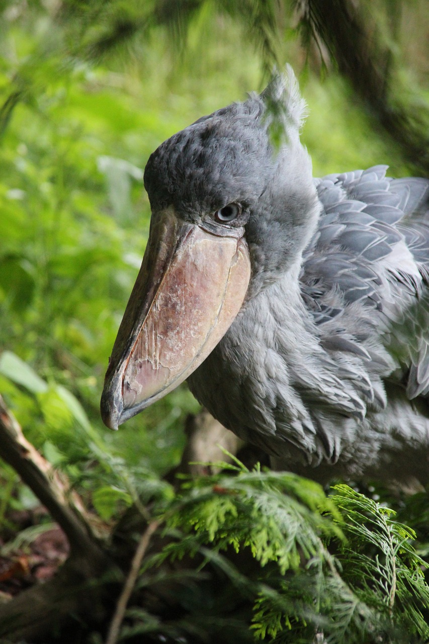 Shoebill, Paukštis, Laukinės Gamtos Fotografija, Didelis Paukštis, Nemokamos Nuotraukos,  Nemokama Licenzija