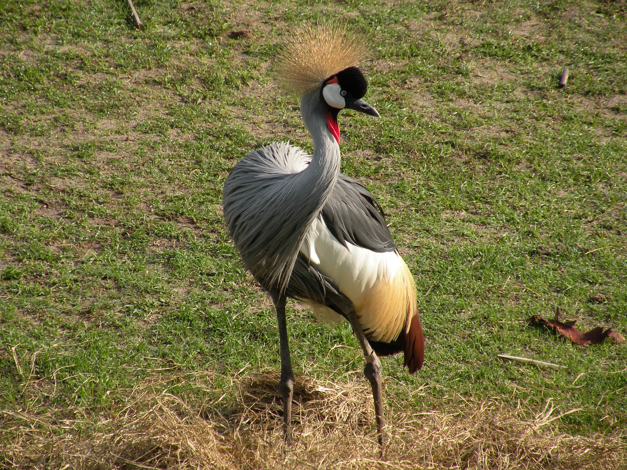 Paukštis, Crested, Gamta, Laukinė Gamta, Laukiniai, Gyvūnas, Plunksna, Paukštis, Sparnai, Plumėjimas