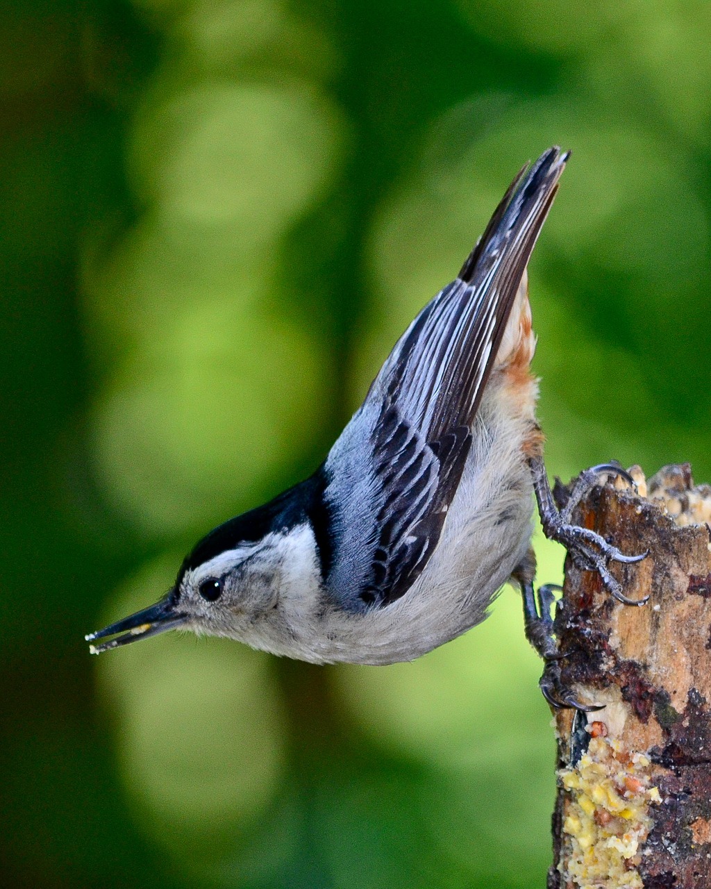 Paukštis, Gamta, Lauke, Ornitologija, Miškas, Nuthatch, Baltos Spalvos Nutačas, Nemokamos Nuotraukos,  Nemokama Licenzija