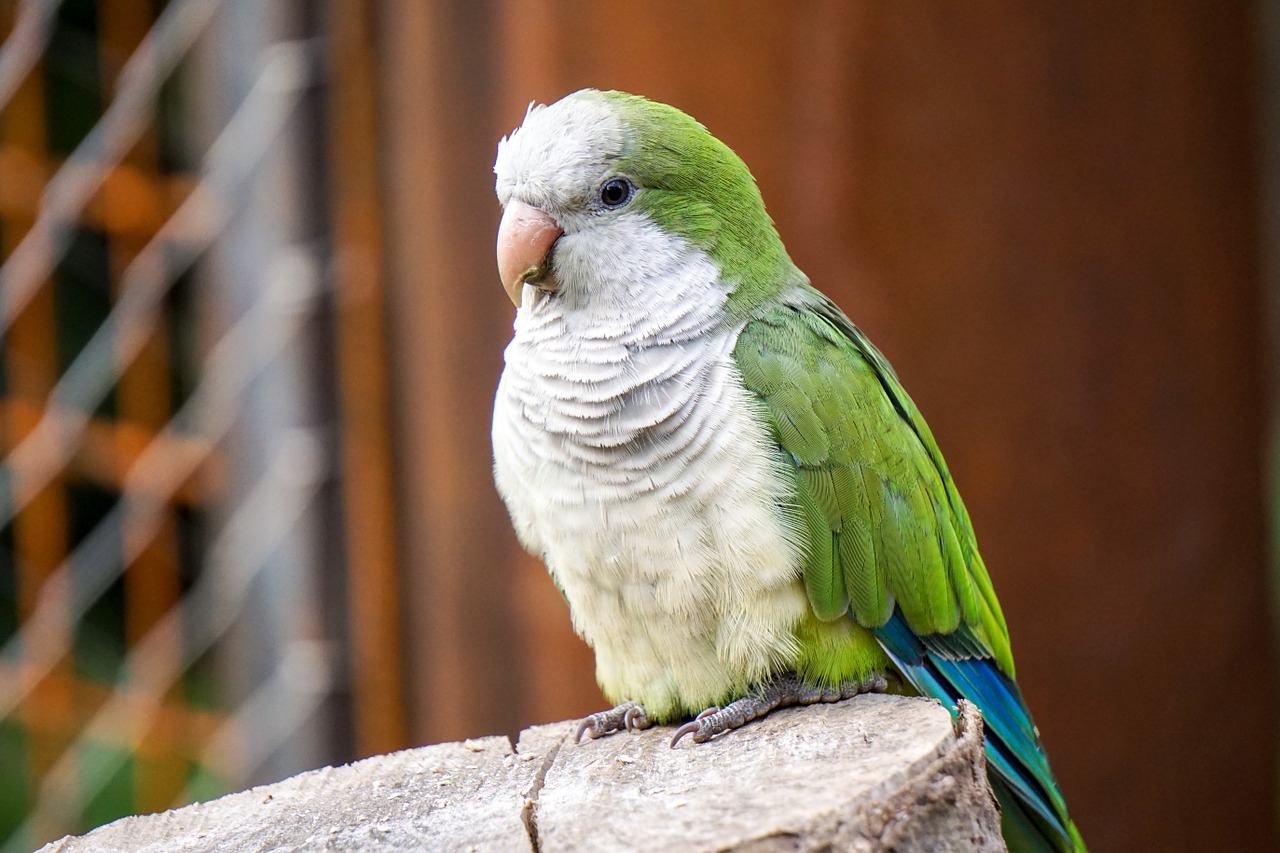 Paukštis, Zoologijos Sodas, Parakeet, Vienuolis Parakeetas, Gyvūnas, Oras, Plunksna, Žalias, Balta, Sąskaitą