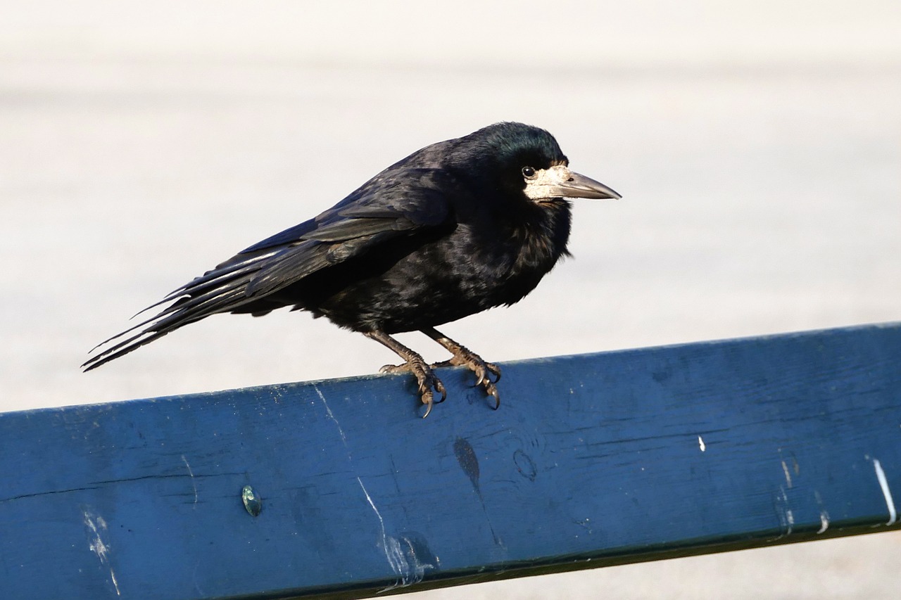 Paukštis, Rook, Juoda, Gamta, Laukiniai, Ornitologija, Skristi, Vasara, Pavasaris, Fauna