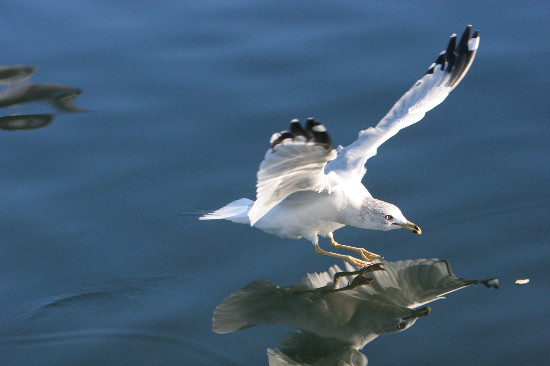 Paukštis,  Kepuraitė,  Kajakas,  Jūros Paukštis,  Skrydis,  Sparnas,  Kranto Bird,  Nusileidimas,  Vanduo,  Jūra