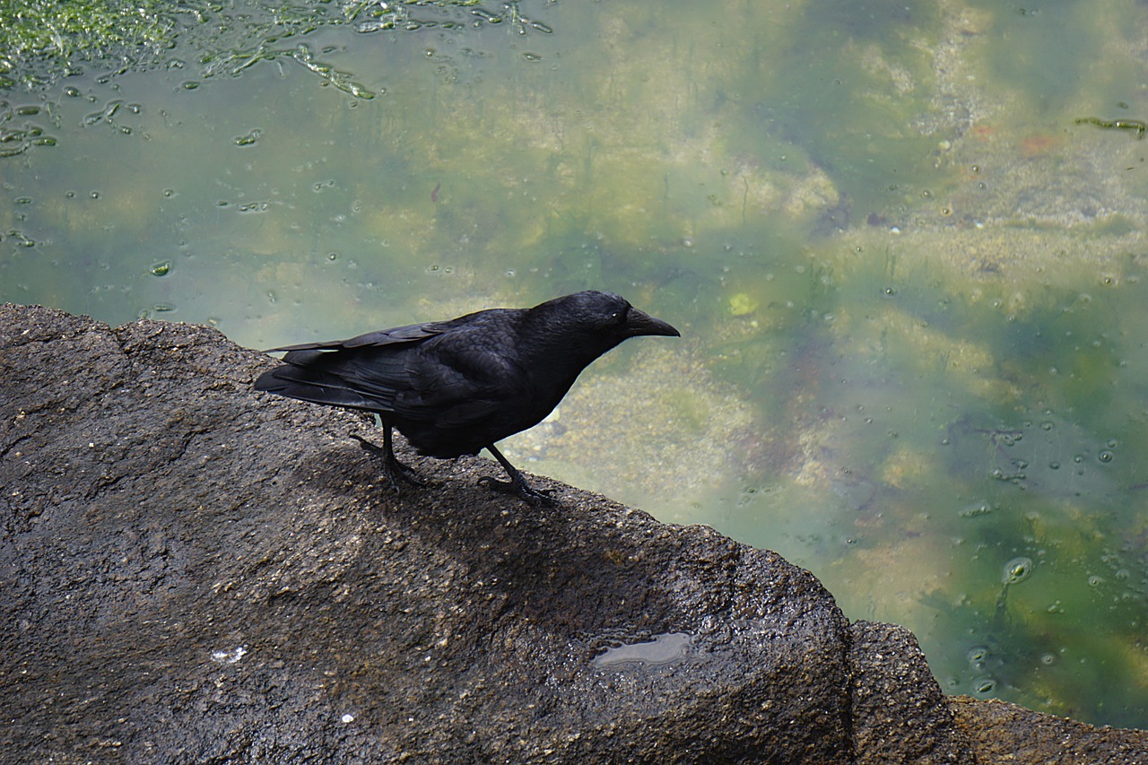 Paukštis, Varno Ornitologija, Gamta, Laukinė Gamta, Fauna, Laukiniai, Corneille, Gyvūnas, Gyvūnai, Plūmes