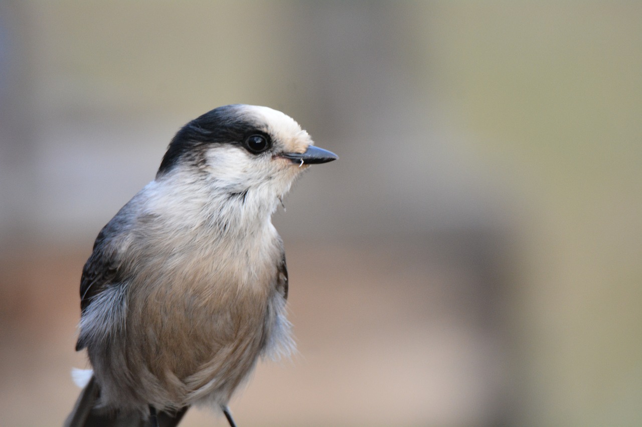 Paukštis, Mėlynas, Jay, Gamta, Eurazijos Jay, Laukinė Gamta, Fauna, Nemokamos Nuotraukos,  Nemokama Licenzija