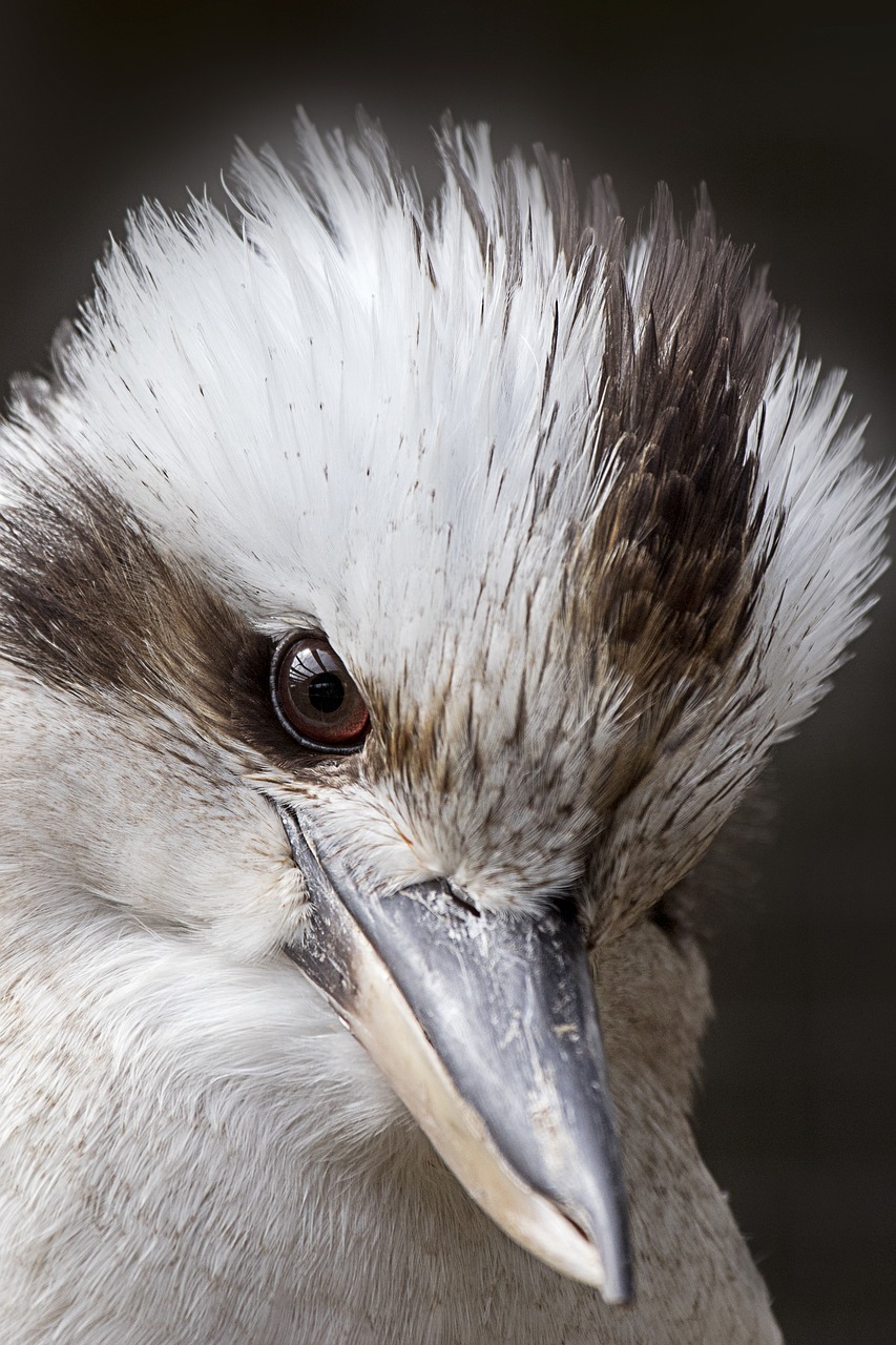 Kookaburra, Paukštis, Žirgynas, Australia, Laukinė Gamta, Nemokamos Nuotraukos,  Nemokama Licenzija