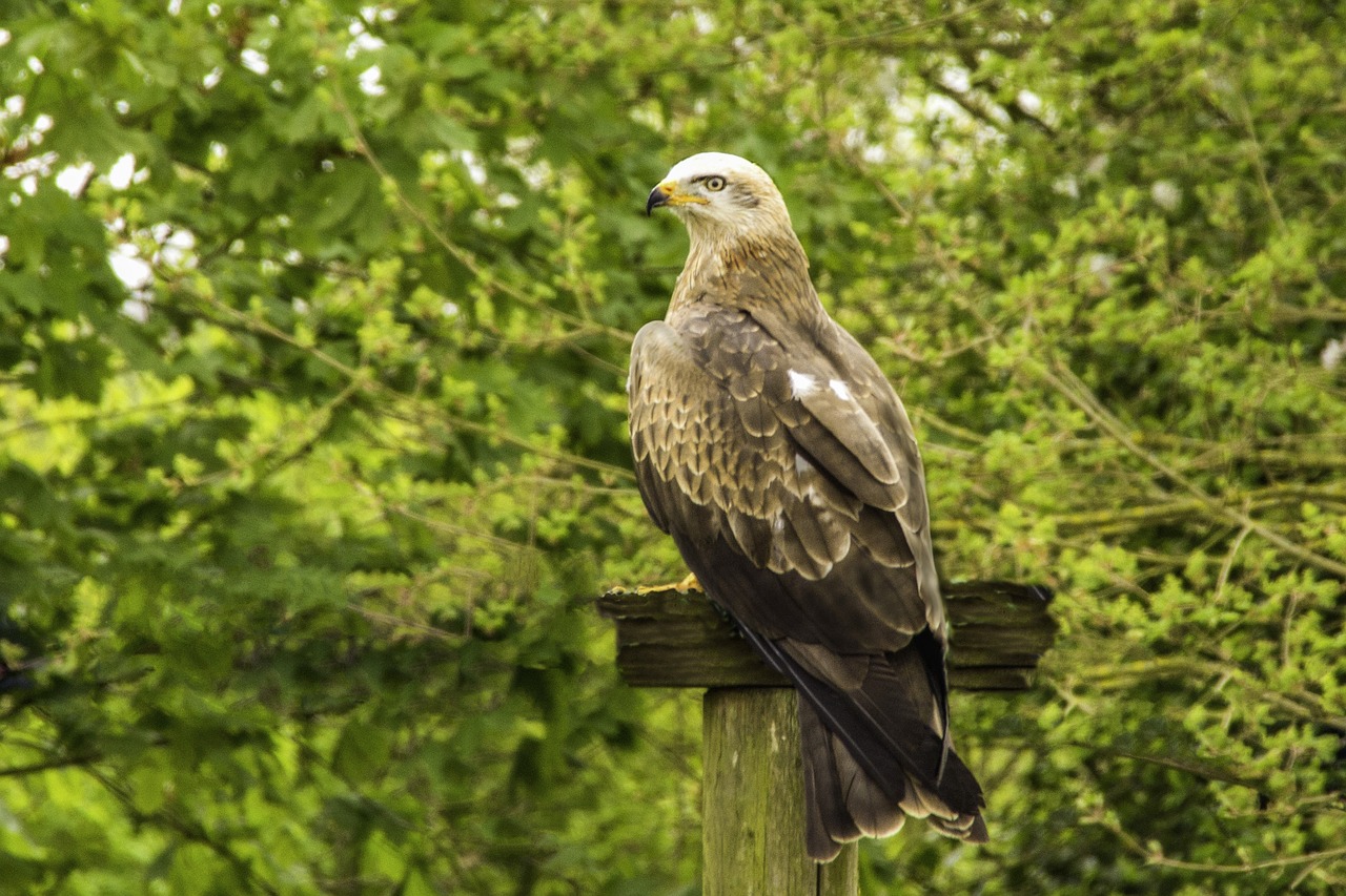 Paukštis, Laukinė Gamta, Hawk Conservancy, Gamta, Plunksna, Snapas, Ornitologija, Nemokamos Nuotraukos,  Nemokama Licenzija