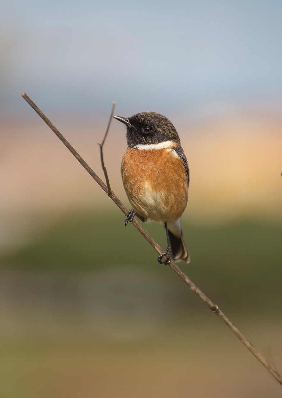 Paukštis, Ave, Plunksnos, Nuvilti, Stonechat, Paukščiai, Gyvūnai, Sparnai, Medis, Nemokamos Nuotraukos