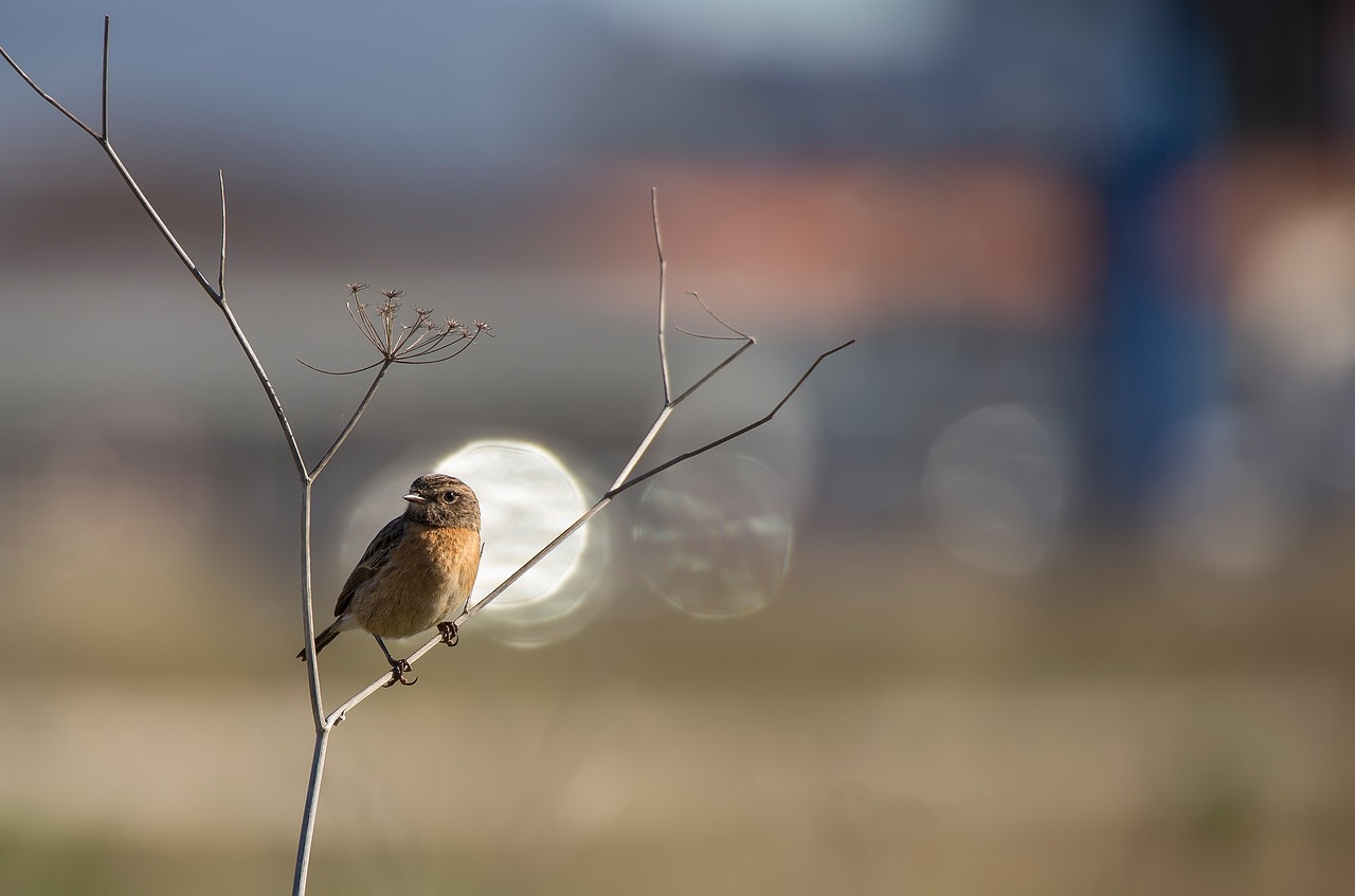 Paukštis, Ave, Plunksnos, Nuvilti, Stonechat, Paukščiai, Gyvūnai, Sparnai, Medis, Nemokamos Nuotraukos