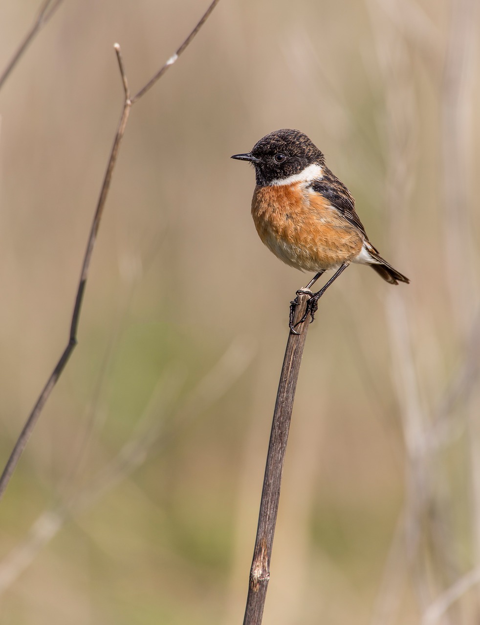 Paukštis, Ave, Plunksnos, Nuvilti, Stonechat, Paukščiai, Gyvūnai, Sparnai, Medis, Nemokamos Nuotraukos