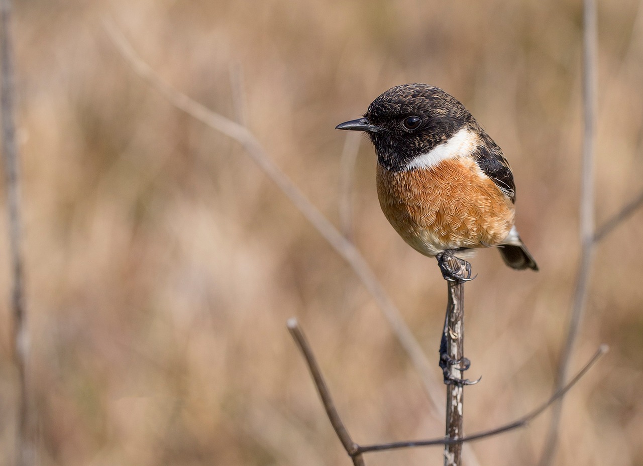 Paukštis, Ave, Plunksnos, Nuvilti, Stonechat, Paukščiai, Gyvūnai, Sparnai, Medis, Piko