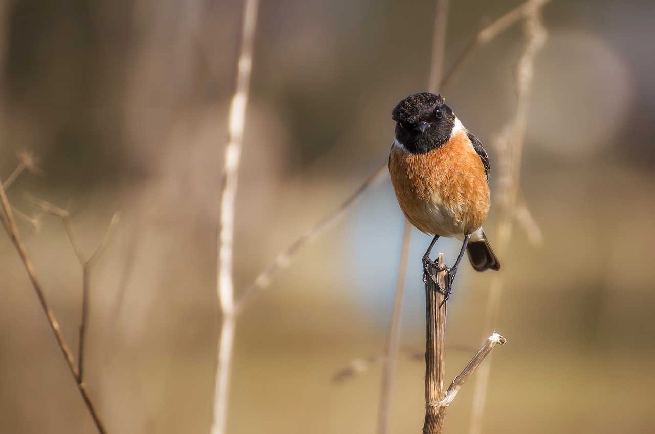 Paukštis, Ave, Plunksnos, Nuvilti, Stonechat, Paukščiai, Gyvūnai, Sparnai, Medis, Nemokamos Nuotraukos