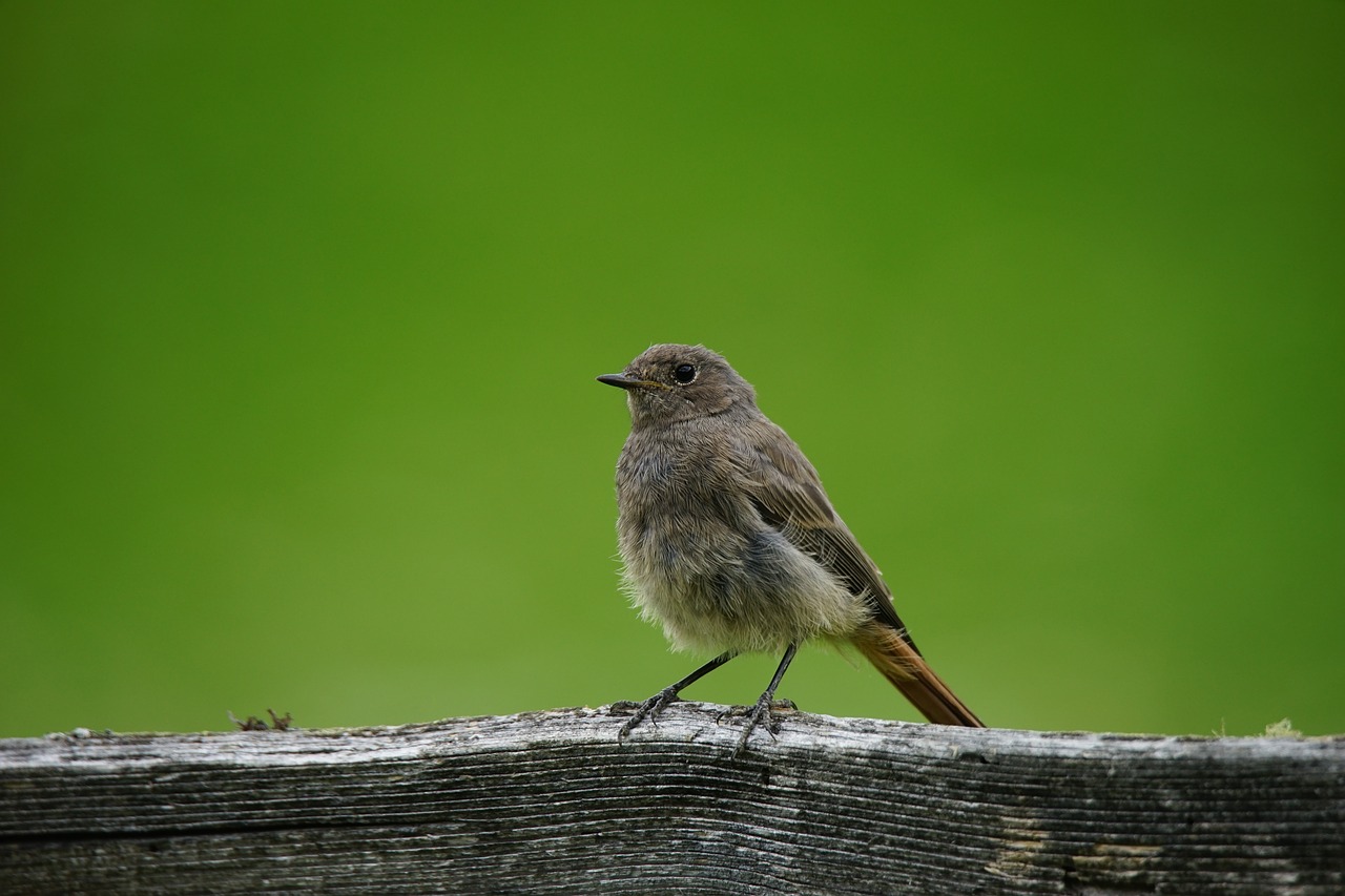 Paukštis, Žvirblis, Nepastovus, Gamta, Fauna, Plunksnos, Sumušimo Tvora, Tvora, Gulintis, Snapas