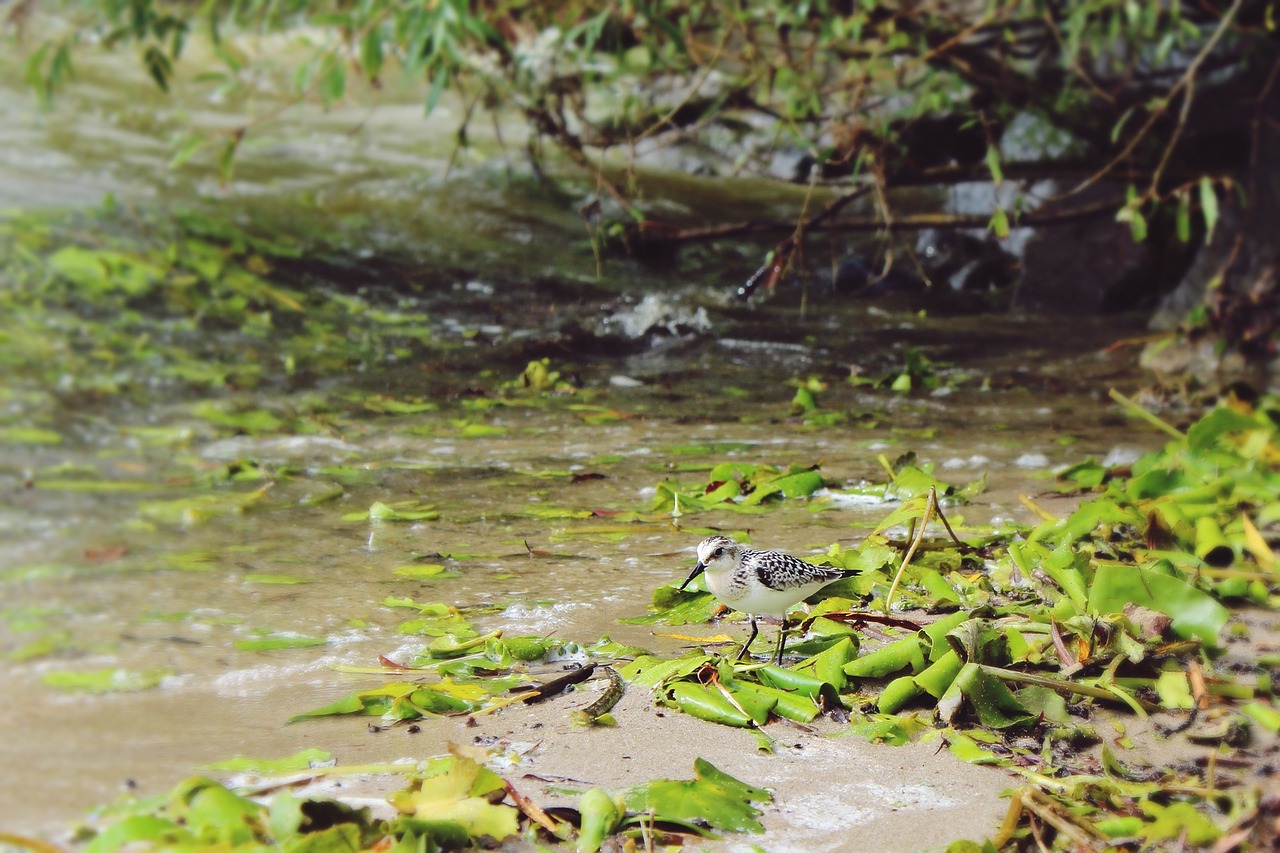 Plover, Paukštis, Vanduo, Ežeras, Bankas, Gyvūnas, Maitinimas, Šlapias, Gamta, Gyvūnų Pasaulis