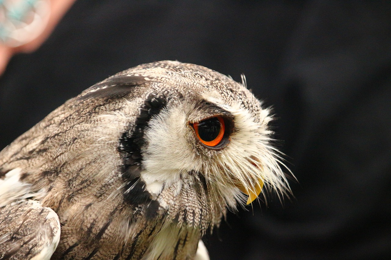 Paukštis, Pelėdos, Bjaurus Pelėda, Raptoras, Plėšrusis Paukštis, Laukinis Paukštis, Nemokamos Nuotraukos,  Nemokama Licenzija