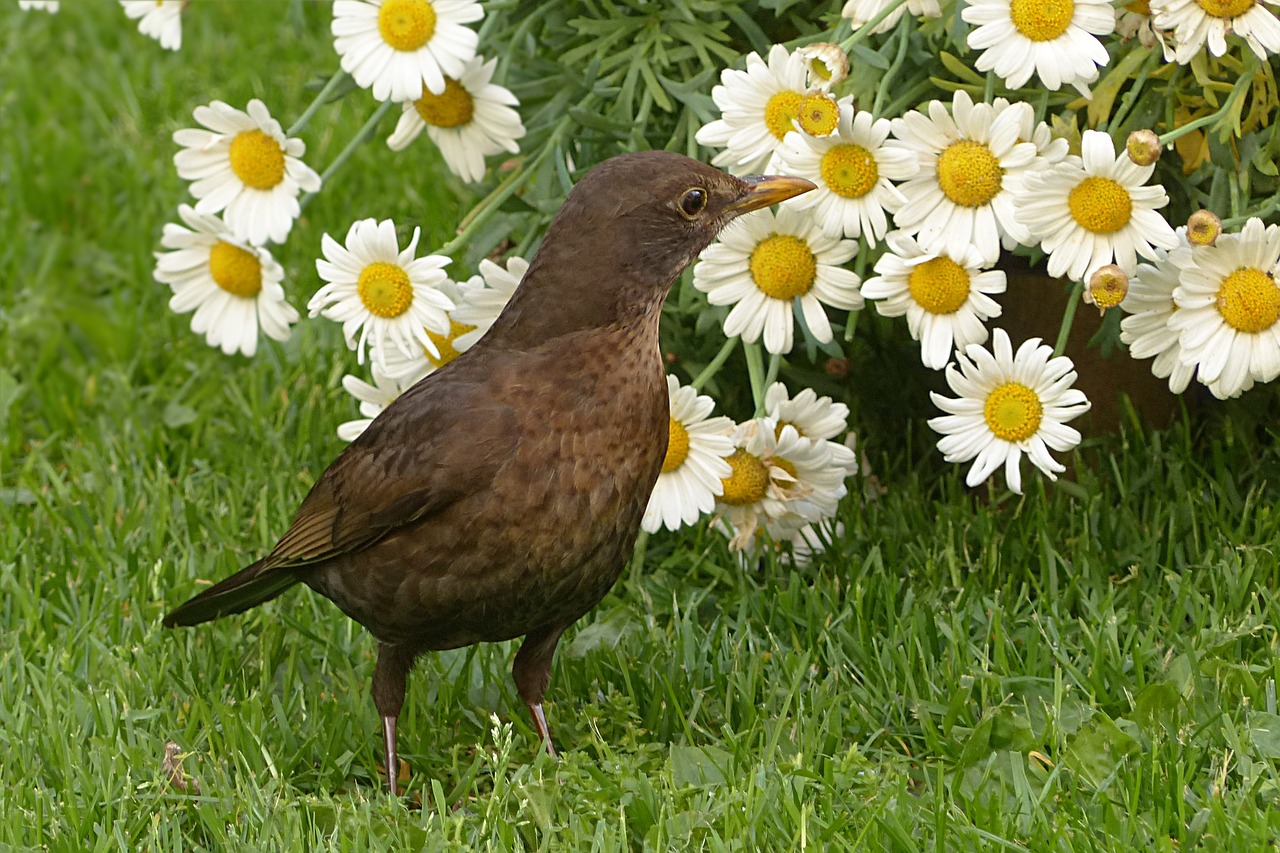 Paukštis, Akceleratorius, Turdus Philomelos, Moteris, Vasara, Sodas, Maitinimas, Nemokamos Nuotraukos,  Nemokama Licenzija