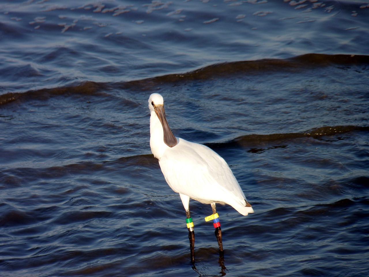 Paukštis, Vanduo, Spoonbill, Vandens Paukščiai, Žiedai, Nemokamos Nuotraukos,  Nemokama Licenzija