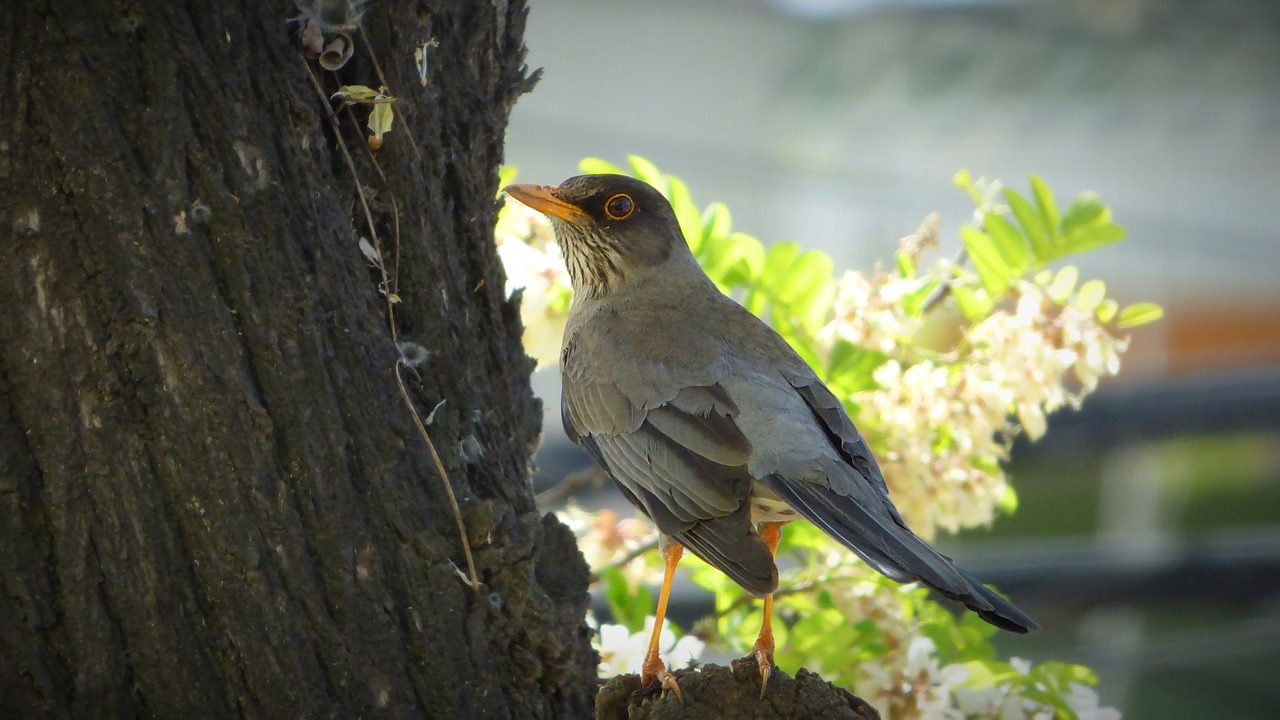 Paukštis, Ave, Gyvūnas, Plunksnos, Fauna, Medis, Žvirblis, Gamta, Nemokamos Nuotraukos,  Nemokama Licenzija