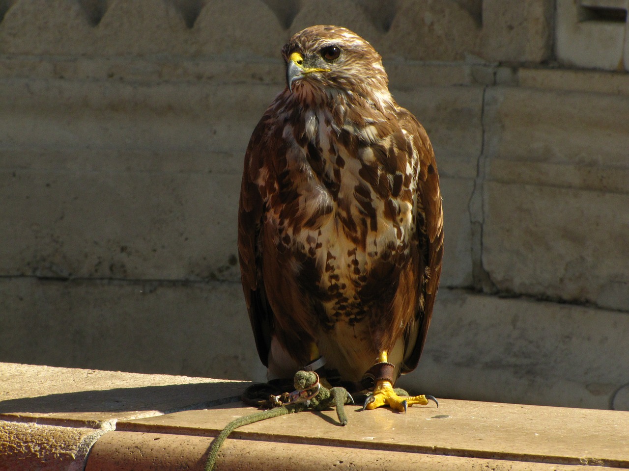 Paukštis, Falcon, Lankytinos Vietos, Nemokamos Nuotraukos,  Nemokama Licenzija