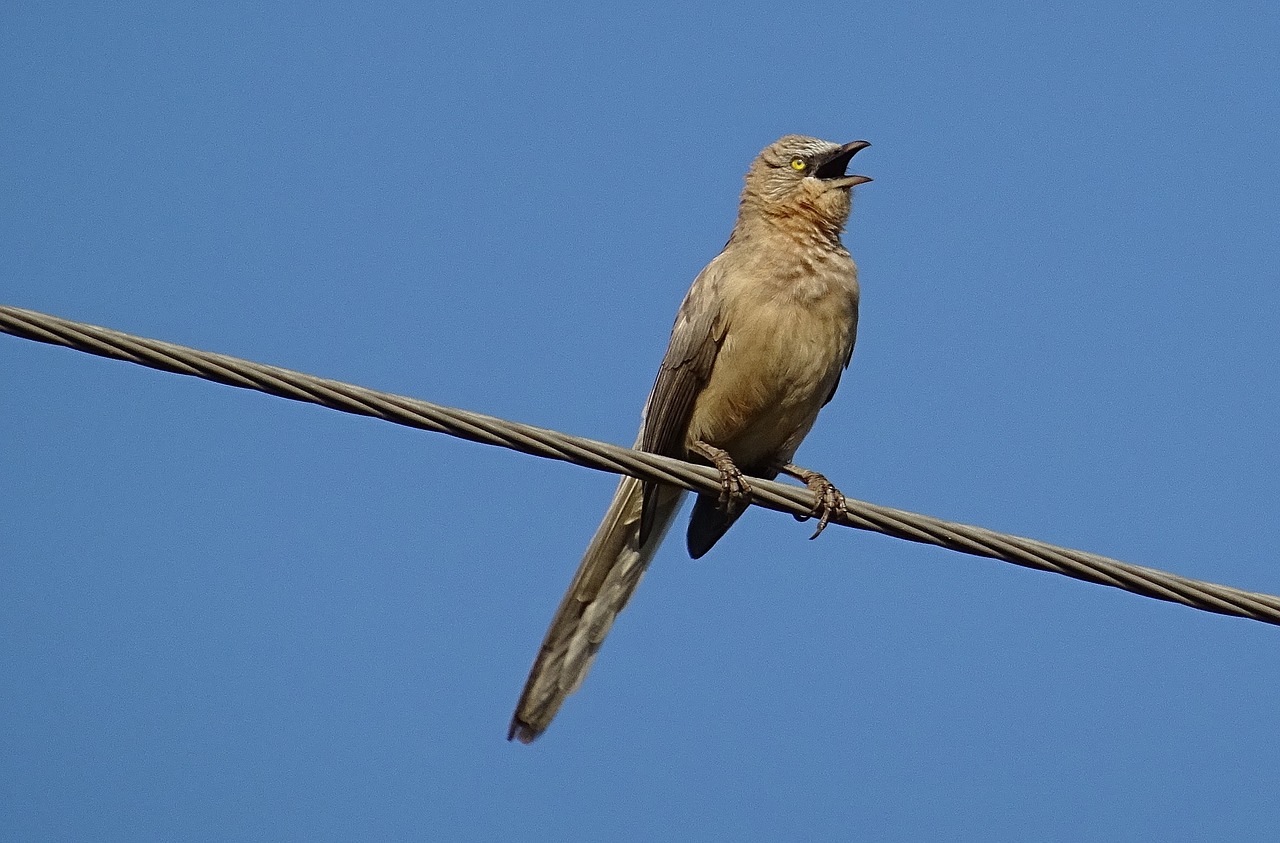 Paukštis, Babbler, Didelis Pilkas Balandas, Turdoides Malcolmi, Leiothrichidae, Laukinė Gamta, Laukiniai, Gamta, Gyvūnas, Fauna