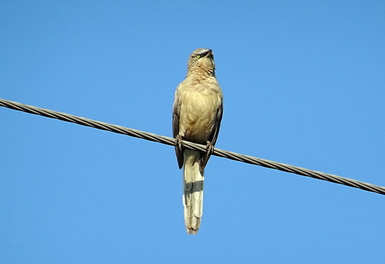 Paukštis, Babbler, Didelis Pilkas Balandas, Turdoides Malcolmi, Leiothrichidae, Laukinė Gamta, Laukiniai, Gamta, Gyvūnas, Fauna