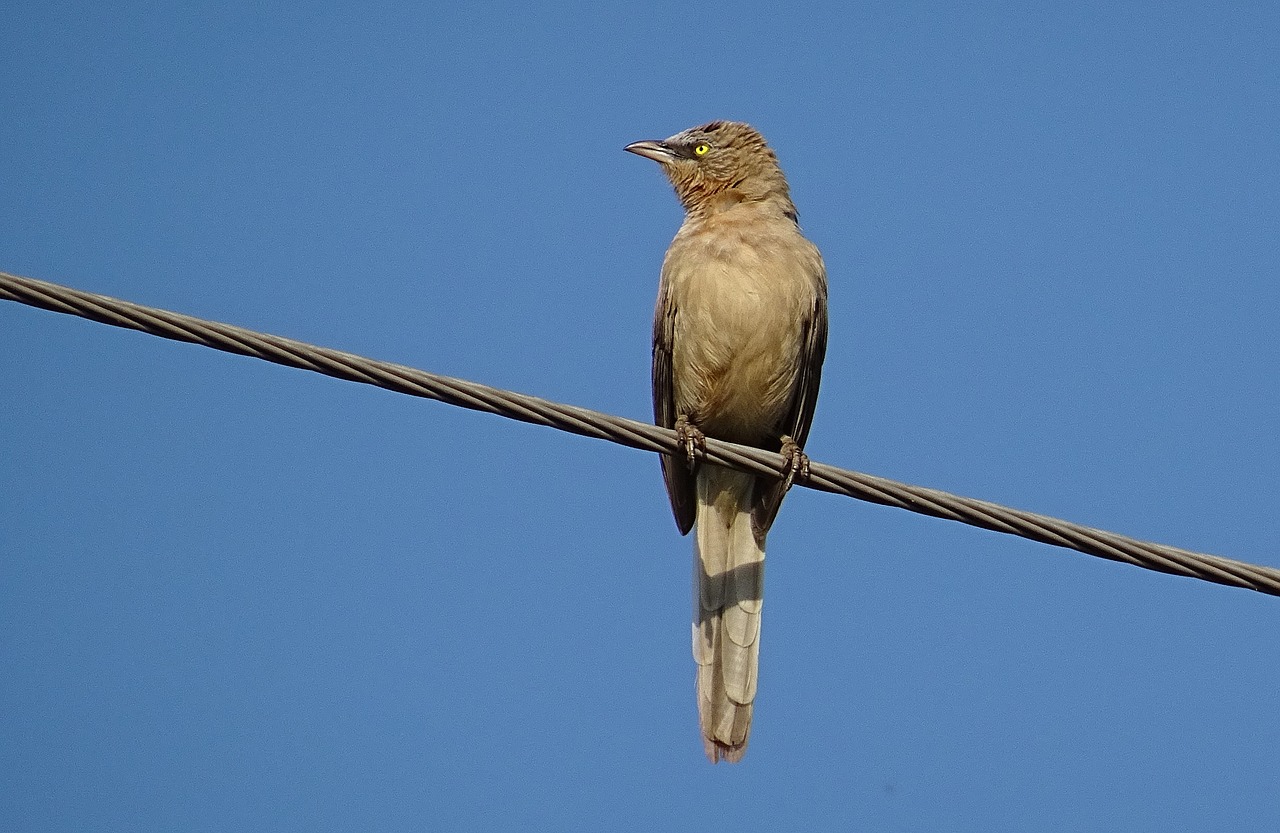 Paukštis, Babbler, Didelis Pilkas Balandas, Turdoides Malcolmi, Leiothrichidae, Laukinė Gamta, Laukiniai, Gamta, Gyvūnas, Fauna