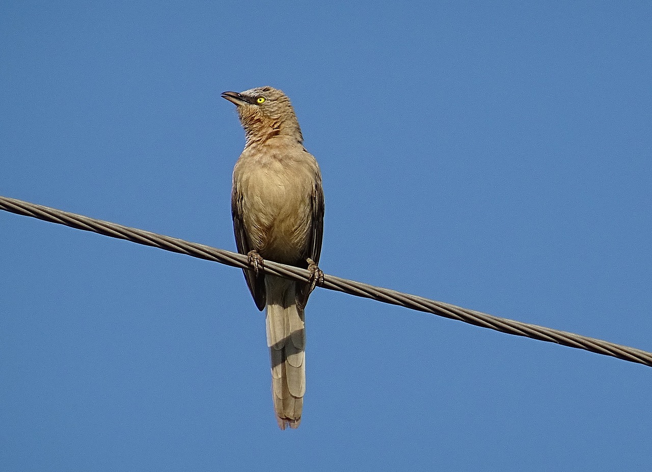 Paukštis, Babbler, Didelis Pilkas Balandas, Turdoides Malcolmi, Leiothrichidae, Laukinė Gamta, Laukiniai, Gamta, Gyvūnas, Fauna